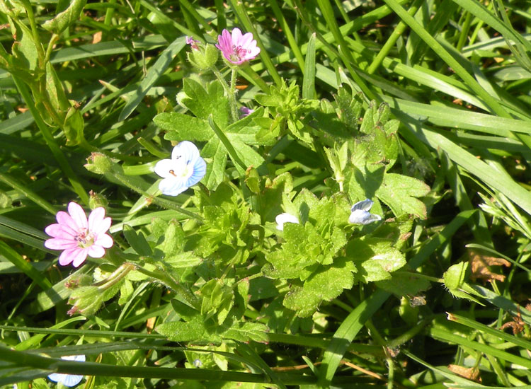 Parco Regionale dell''Adda Sud - Geranium molle